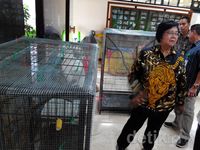Menteri Siti Ajak Masyarakat Selamatkan Jacob Si Jambul Kuning