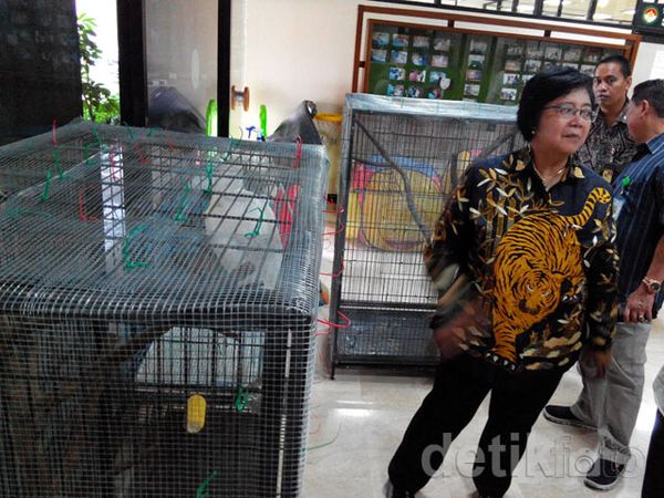 Menteri Siti Ajak Masyarakat Selamatkan Jacob Si Jambul Kuning