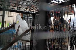 Jambul Kuning Perdagangan Ilegal Dapat Perlakuan Khusus Saat Rehabilitasi