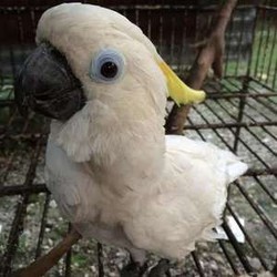 Kisah Pemilik dengan Si Jambul Kuning yang Dikembalikan ke Alam Bebas