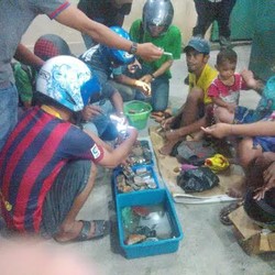 Virus Demam Akik pun Sampai ke Manokwari, Cyclop Paling Banyak Dicari