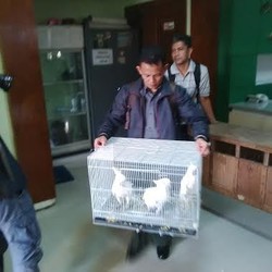 9 Kakatua yang Dikembalikan Pemiliknya ke BKSDA akan Dibawa ke Ragunan