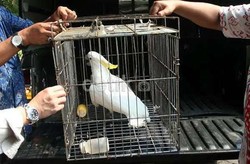 #SaveSiJambulKuning, Apa Sih Hebatnya Memelihara Hewan Langka di Rumah?