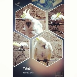 #SaveSiJambulKuning, Johanes Siap Melepas Yakob Setelah 40 Tahun Bersama