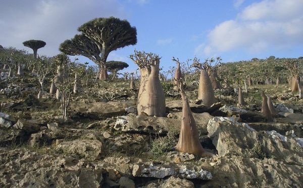 Socotra, Pulau Misterius yang Penuh Tumbuhan Aneh