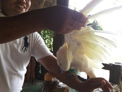 Tingkah Lucu Jacob, Si Jambul Kuning di TMII