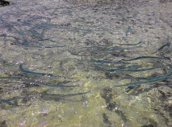 Heboh! Menangkap Ikan dengan Tangan di Pulau Intata