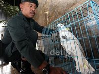 Staf Setjen DPR Serahkan Kakatua Jambul Kuning ke Posko