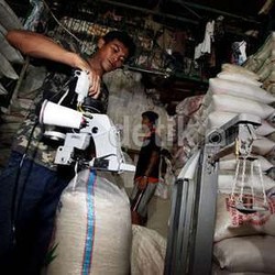 Raskin Jadi Bumerang, Warga Papua Tinggalkan Sagu