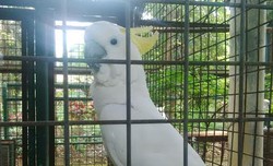 Kebun Binatang Ragunan Siapkan Jambul Kuning Supaya Kuat di Alam Liar