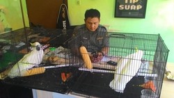 Heboh #SaveSiJambulKuning, BKSDA Surabaya Terima Burung Hingga Tanduk Rusa