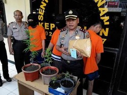 Remaja Budidaya Ganja di Loteng Rumah, Polisi : Ortunya Tak Tahu