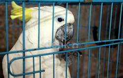 Anggota DPR Setuju Perberat Hukuman Penyelundup Satwa Langka