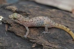 6 Spesies Baru di Tambora Ditemukan, Akan Dipublikasi Internasional