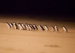 Pengalaman Langka! Lihat Penguin Australia di Habitat Aslinya