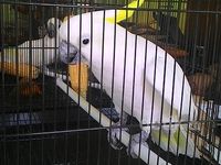Tiga Kakatua Jambul Kuning Diserahkan ke BKSDA