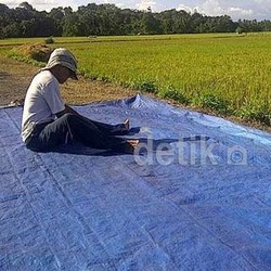Serap Beras Petani Baru 25%, Bulog Dinilai Kurang Turun ke Lapangan