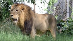 Populasi Singa di India Meningkat Pesat Berkat Larangan Berburu