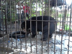 #SaveSiJambulKuning Meluas, Ada yang Kembalikan Beruang Madu ke BKSDA Kalteng