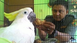 #SaveSiJambulKuning, BKSDA Surabaya Bergerak ke Pasar Satwa