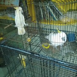 Akan Diserahkan Pemiliknya, 7 Kakatua Jambul Kuning Dijemput Kemenhut