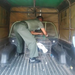 Kisah Para Polisi Hutan BKSDA, Adu Jotos Hingga Dicakar Burung