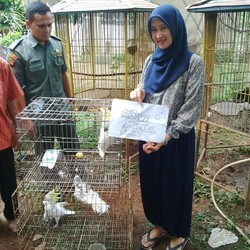 #SaveSiJambulKuning, Pengusaha Vila Ini Serahkan 3 Kakatua ke BKSDA