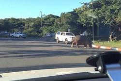 Kejadian Langka, Kuda Nil Menyebrang Jalan Raya di Afrika