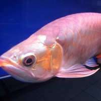 Pengusaha Ngeluh Izin Ekspor Ikan Arwana Cs Makin Sulit