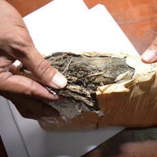 Seorang Pencari Rumput Temukan 1 Kg Ganja Siap Edar