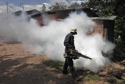229 Orang Meninggal dalam 5 Bulan, Brasil KLB Demam Berdarah
