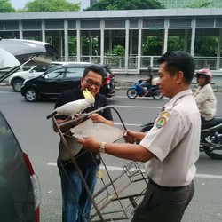 Diserahkan ke BKSDA, Ronal Si Jambul Kuning Ngambek Sampai Harus Dibujuk
