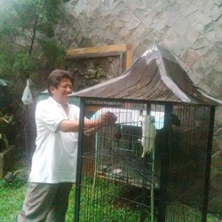 15 Tahun Minum Susu, Si Badut Jambul Kuning Akhirnya Diserahkan ke BKSDA