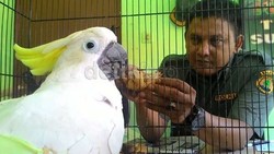 BKSDA Sore Ini Jemput 3 Ekor Kakatua