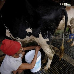 Pabrik Susu Terbesar RI Rp 6 Triliun Akan Dibangun di Tempat Ini