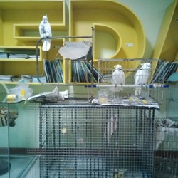 Menunggu Nasib 10 Kakatua di BKSDA DKI