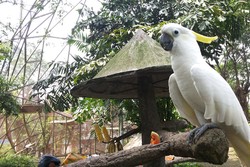 Tingkah Menggemaskan Kakatua Jambul Kuning di Taman Burung, TMII