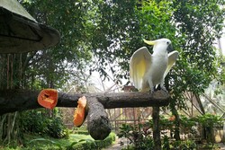 Mengapa Banyak Traveler yang Suka Burung Kakatua?