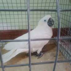 Halo, Nama Saya Ahok Berjambul Kuning