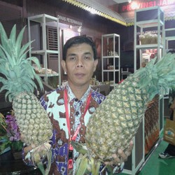 Wah, Ini Nanas Raksasa Asal Jambi Seharga Rp 25.000