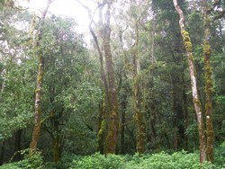 Hutan Khas Semenanjung Malaysia Ada di Gunung Slamet