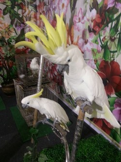 Sidik Bos Mini Circus, Kementerian LHK Amankan 3 Ekor Si Jambul Kuning