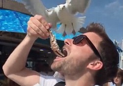 Bukan Kucing, Turis Rebutan Ikan dengan Burung di Belanda