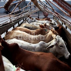 RI Akan Impor 29.000 Ekor Sapi Siap Potong