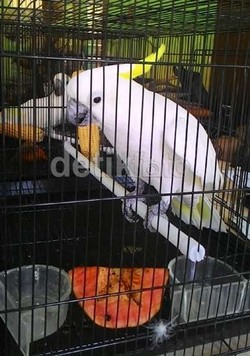 Menteri Siti: Kakatua Jambul Kuning Sulit Berkembang Biak