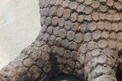 Parah! Turis Tiongkok Bunuh Bintang Laut & Rusak Jari Komodo