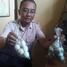 Ratusan Telur Penyu di Pantai Boom Banyuwangi Hilang, Polisi Periksa Saksi