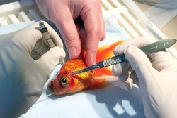 Tak Hanya Pada Manusia, Operasi Pengangkatan Tumor Juga Dialami Ikan Mas