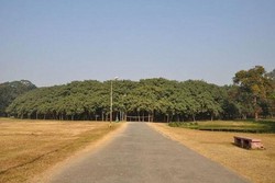 Hutan? Bukan, Ini Pohon Raksasa di India