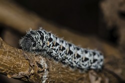 Wisata Kuliner Ekstrem di Afrika, Makan Ulat Bulu!